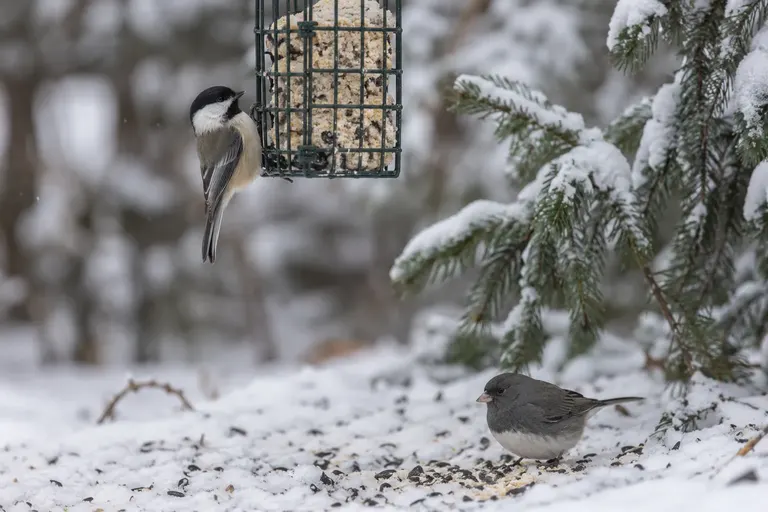 Small songbirds feeding on seed and a suet cake at a snowy backyard feeder (AI illustration)