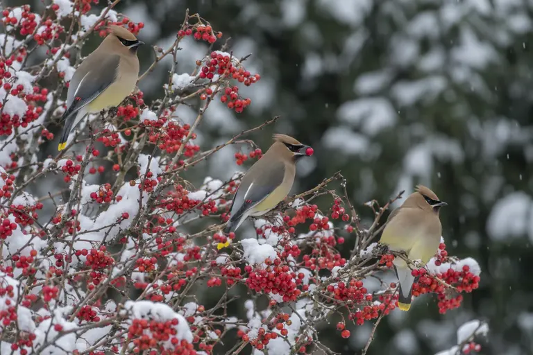 Cedar Waxwings eating bright red winterberries on bare branches dusted with snow (AI illustration)