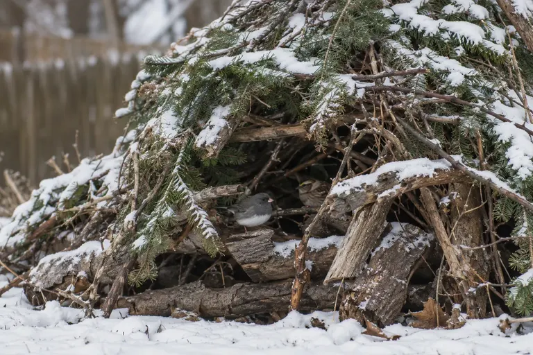 A loose, dome-shaped pile of logs and branches at the edge of a snowy yard with small sparrows sheltering inside (AI illustration)