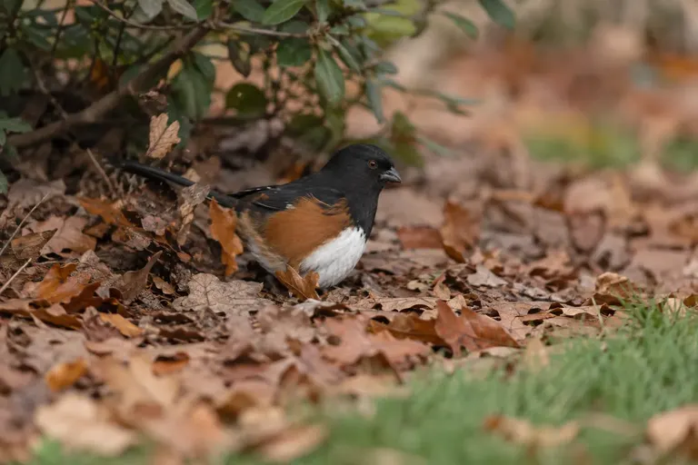 A sparrow scratching through a layer of brown autumn leaves under a shrub in a garden bed (AI illustration)