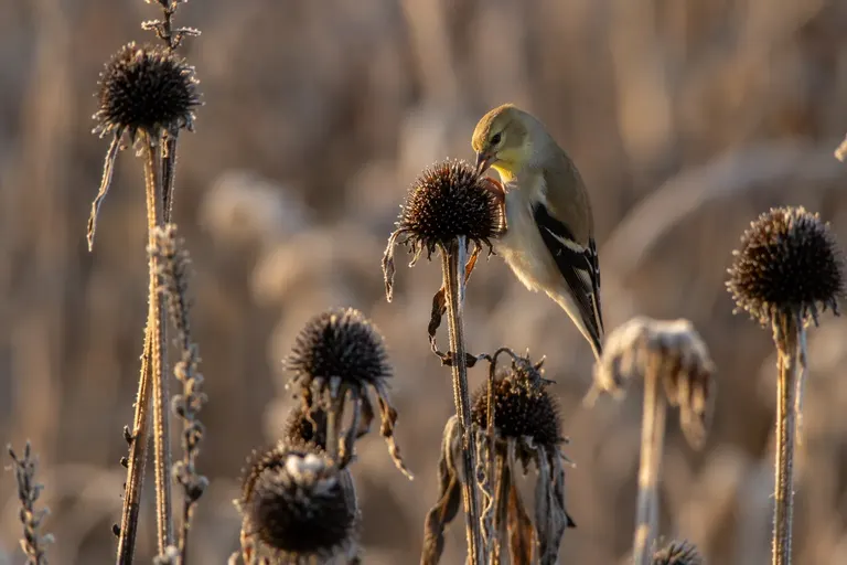 A goldfinch in dull winter plumage perched on a dried coneflower seed head in a frosty garden (AI illustration)