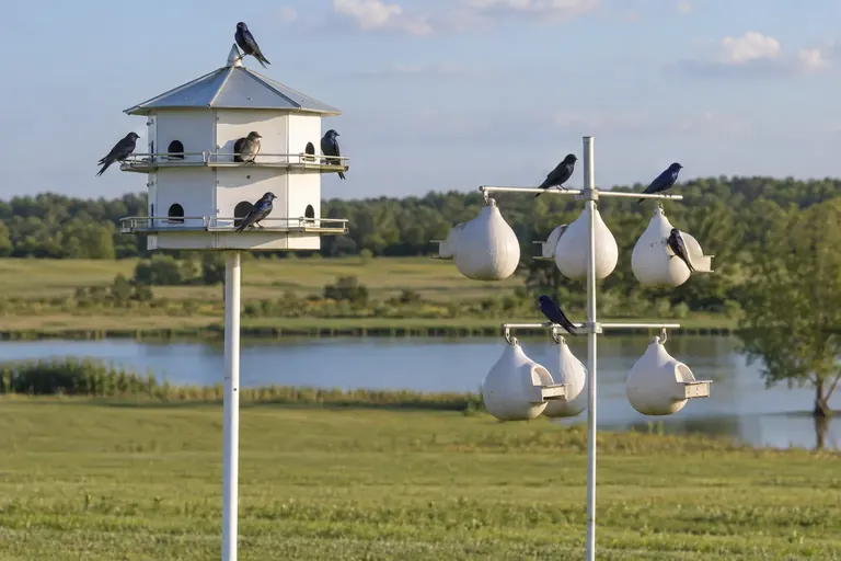 White multi-room aluminum martin house and a rack of white nesting gourds on tall poles in an open lawn, with dark glossy purple martins perched on the porches (AI illustration)