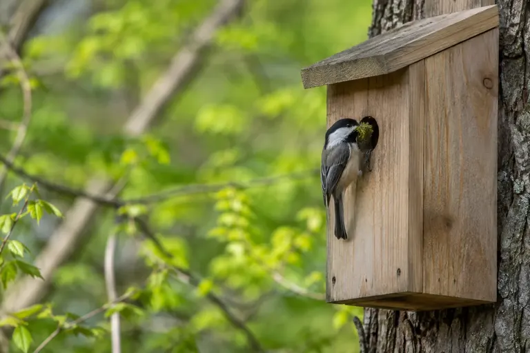 A chickadee perched at the round entrance hole of a plain wooden nest box on a tree trunk (AI illustration)