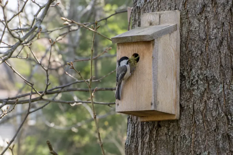 Small plain wooden nest box with a small round entrance hole mounted on a tree trunk, a Black-capped Chickadee clinging below the hole (AI illustration)