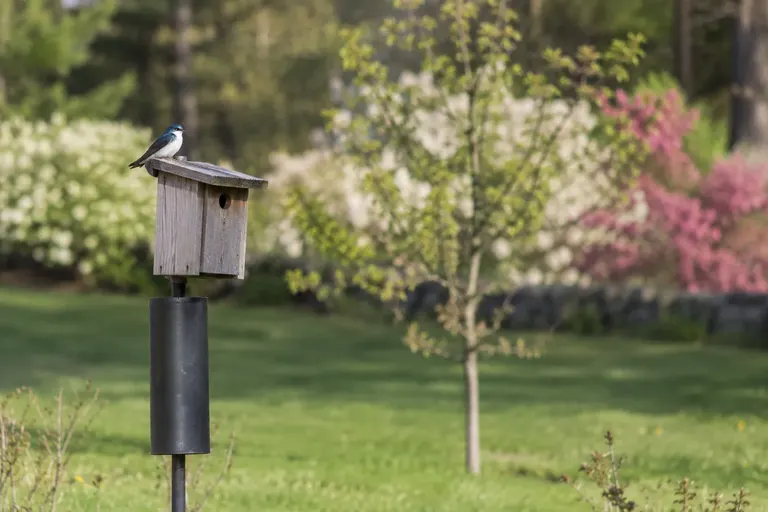 A wooden nest box on a metal pole with a cylindrical predator baffle, standing in an open garden (AI illustration)