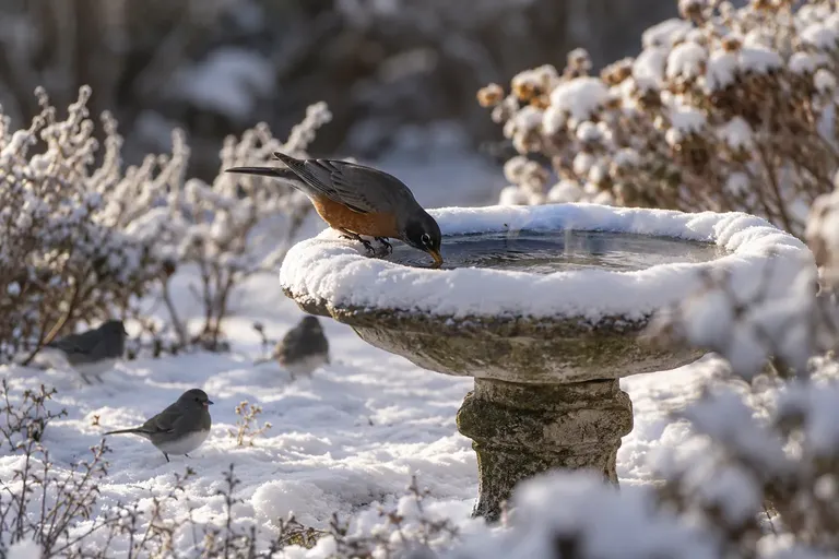A shallow bird bath with open water surrounded by snow, with a robin drinking at the edge (AI illustration)