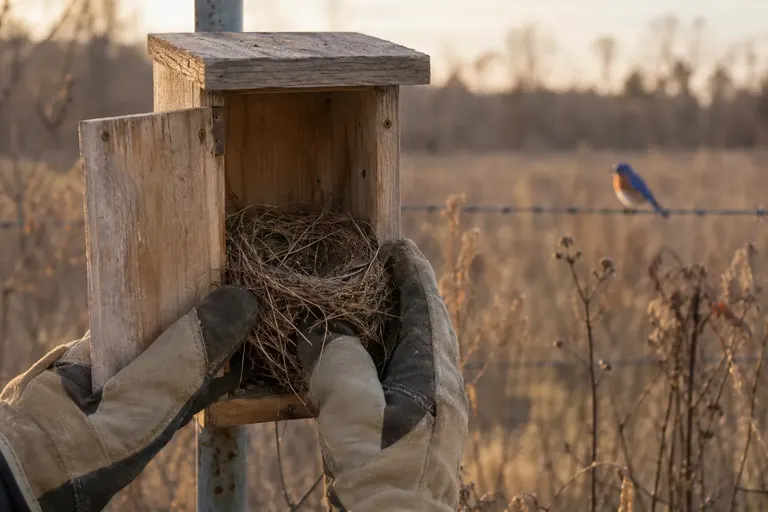 An open wooden nest box on a post with an old grass nest being lifted out by gloved hands in autumn light (AI illustration)