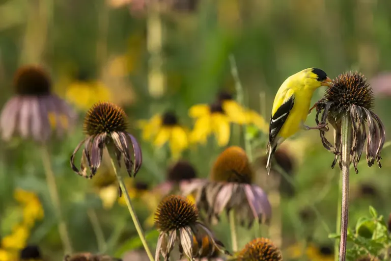 A bright yellow male American Goldfinch clinging to a seed-heavy purple coneflower in a sunny garden (AI illustration)