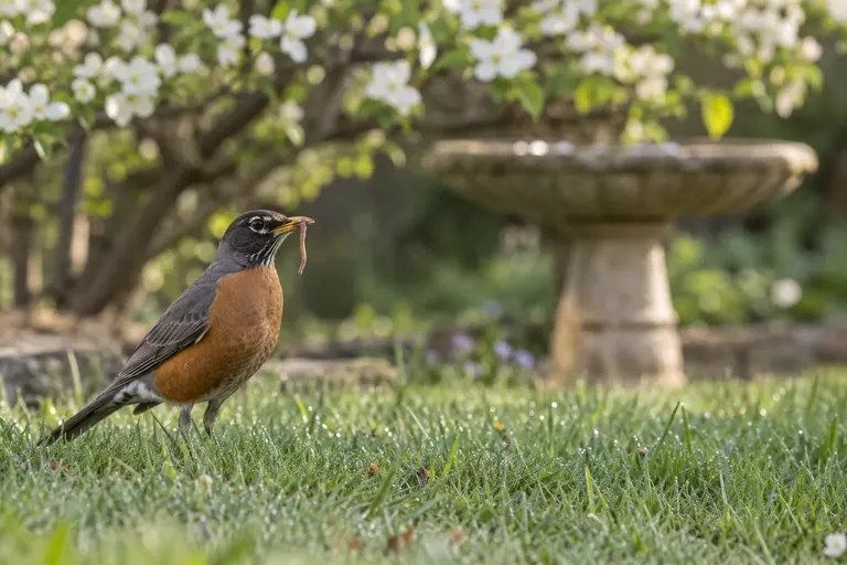 An American Robin standing upright on a short green lawn with an earthworm in its bill (AI illustration)