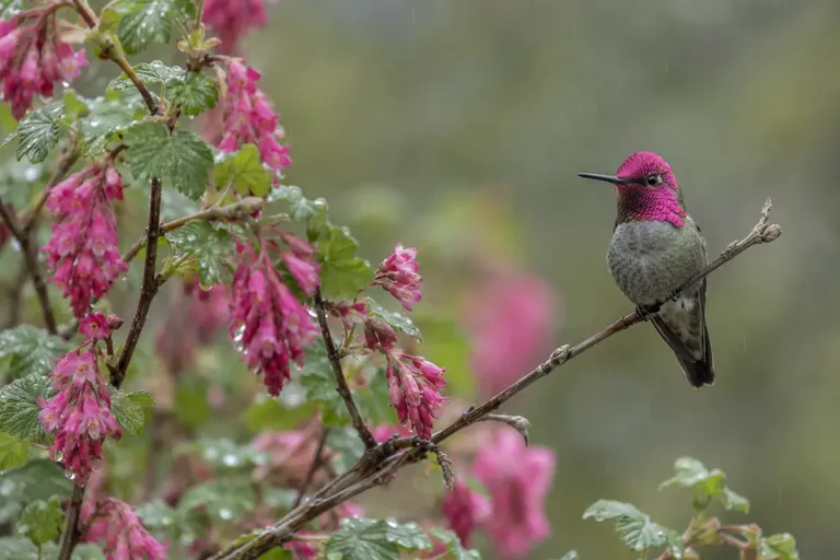 A male hummingbird with a rose-pink head and throat perched on a bare twig beside pink currant flowers in late winter (AI illustration)