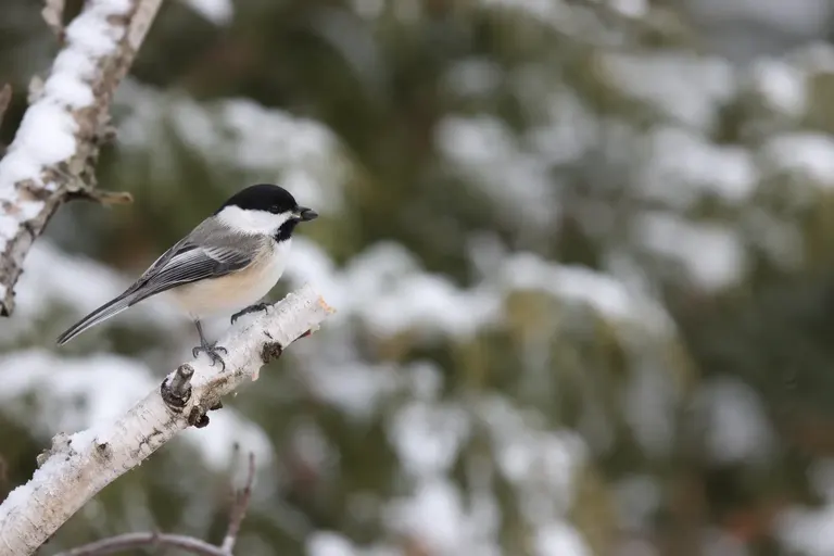 A Black-capped Chickadee perched on a snowy birch branch holding a sunflower seed in its bill (AI illustration)