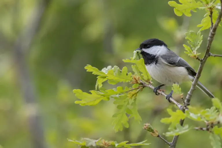 A Carolina Chickadee perched on an oak twig with a small green caterpillar in its bill in spring (AI illustration)