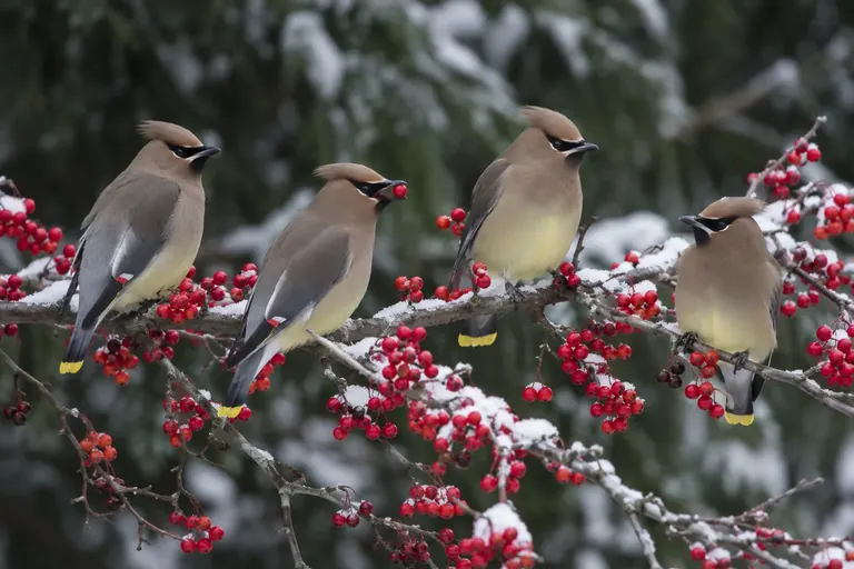 A small flock of Cedar Waxwings perched among clusters of red berries on a bare winter branch (AI illustration)