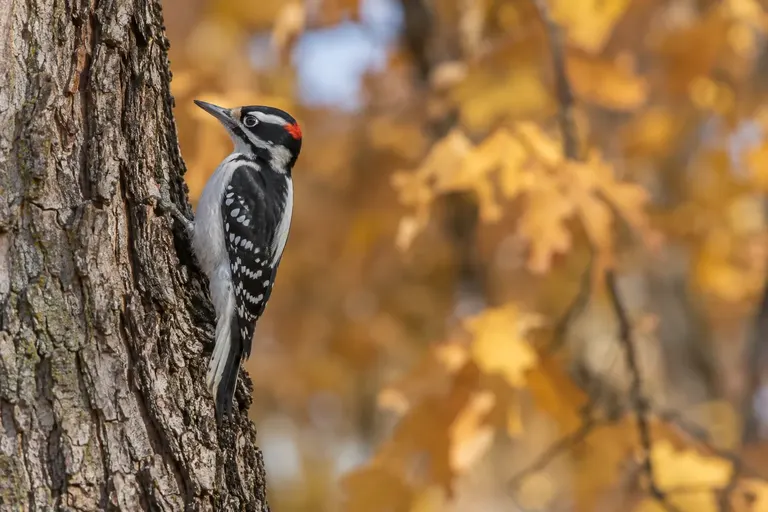A black-and-white woodpecker with a long straight bill and a red patch on the back of the head clinging to a large tree trunk (AI illustration)