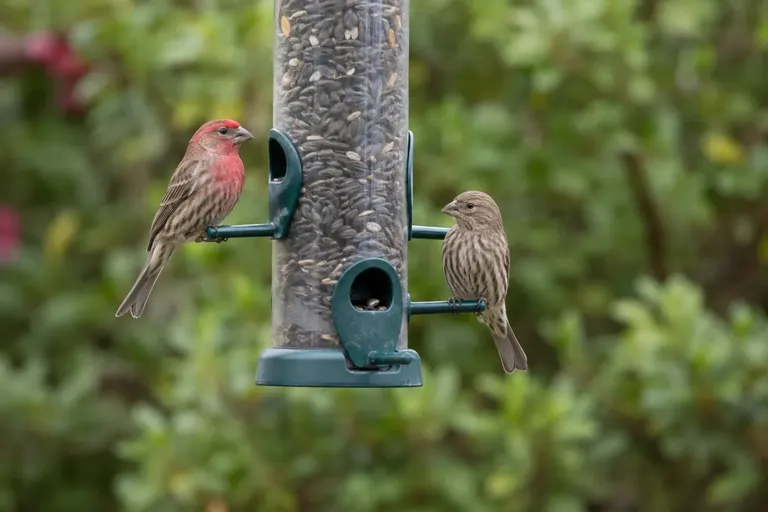 A red-headed male House Finch and a streaky brown female perched on a tube feeder (AI illustration)