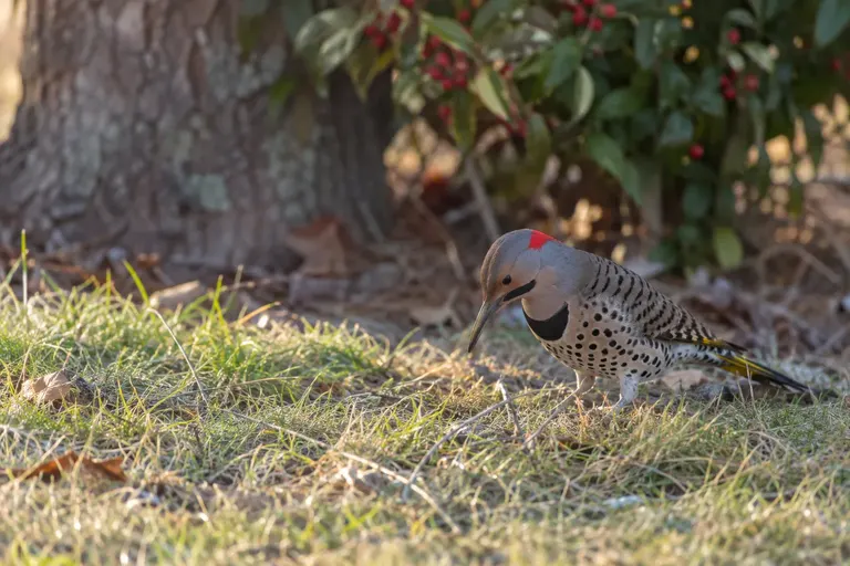 A large brown woodpecker with black spots and a black chest crescent probing the ground in a grassy lawn (AI illustration)