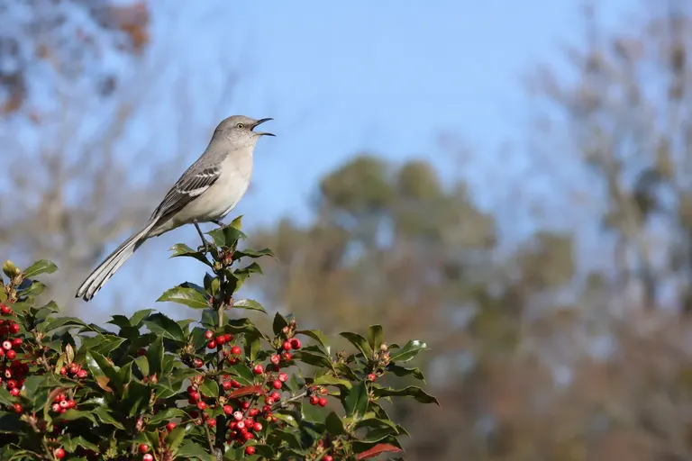 A slender gray songbird with white wing patches singing from the top of a berry-laden holly shrub (AI illustration)