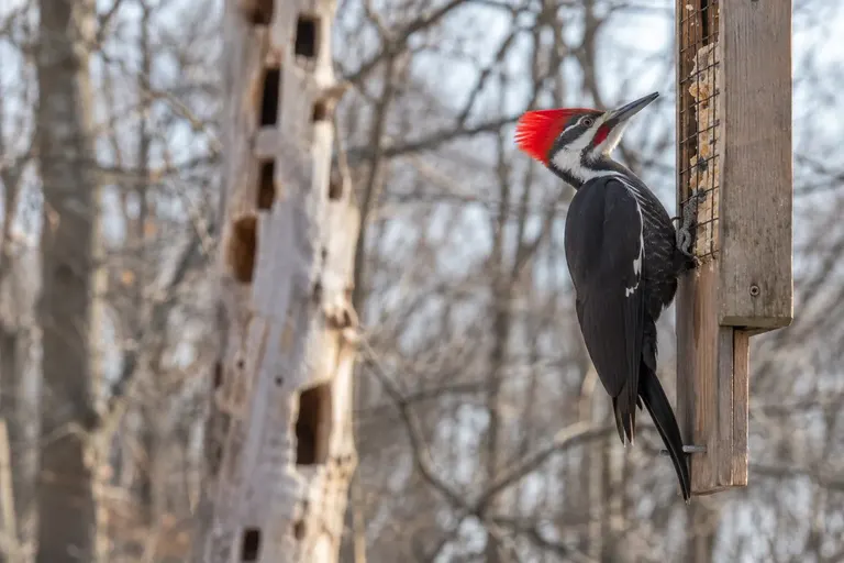 A large black woodpecker with a flaming red crest clinging to a hanging suet feeder beside a wooded yard (AI illustration)