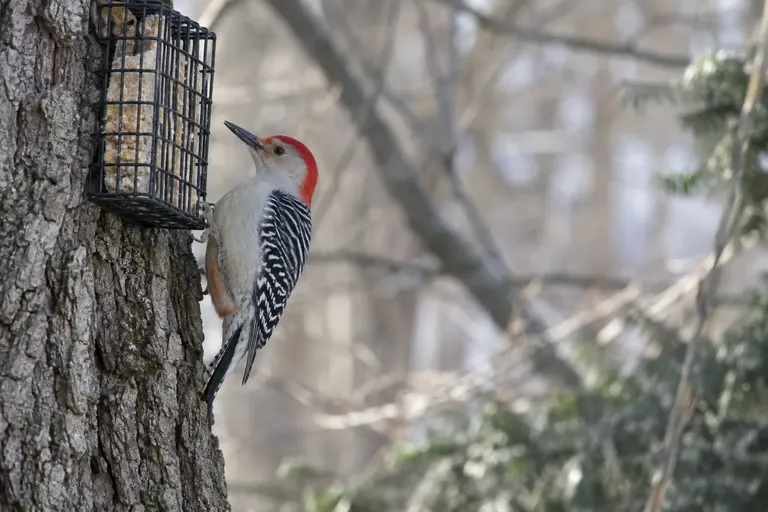 A pale woodpecker with a black-and-white barred back and a red cap and nape clinging to a tree beside a hanging suet feeder (AI illustration)