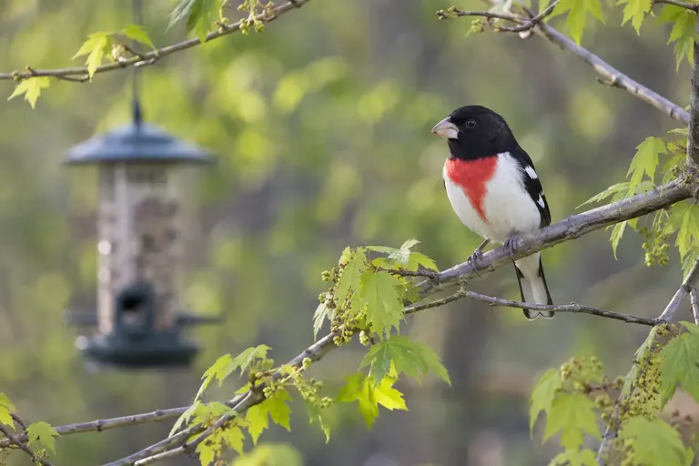 A black and white songbird with a rose-red breast patch perched on a spring maple branch near a seed feeder (AI illustration)