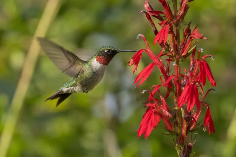 A male hummingbird with a glowing red throat hovering at a red tubular wildflower in a summer garden (AI illustration)