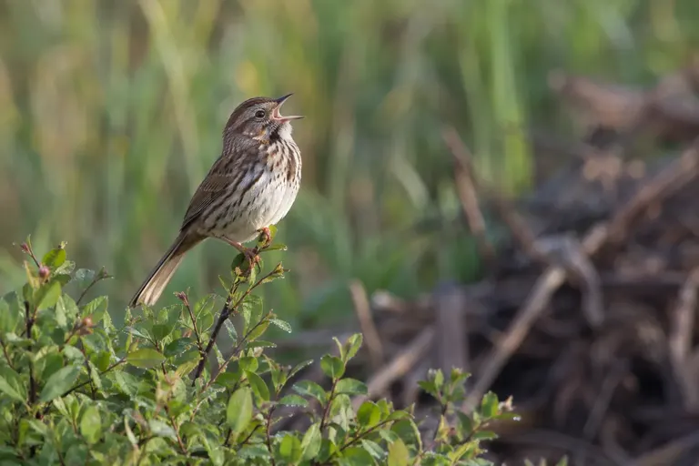 A streaky brown Song Sparrow singing from the top of a low shrub at the edge of a garden (AI illustration)