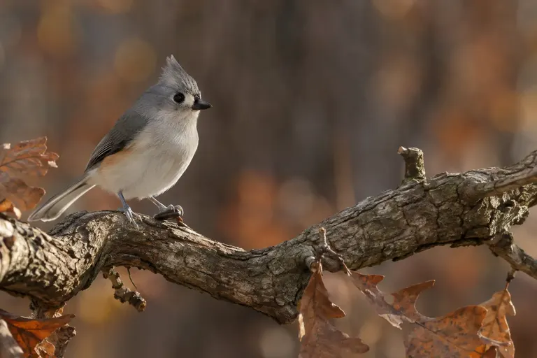 A Tufted Titmouse with its gray crest raised, perched on an oak branch holding a sunflower seed (AI illustration)