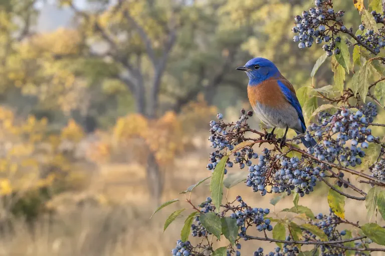 A male bluebird with a blue throat and rust-orange breast and shoulders perched on a branch of a berry-laden elderberry shrub (AI illustration)