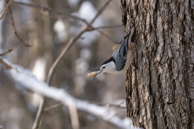 A White-breasted Nuthatch clinging headfirst down the bark of an oak trunk with a peanut in its bill (AI illustration)