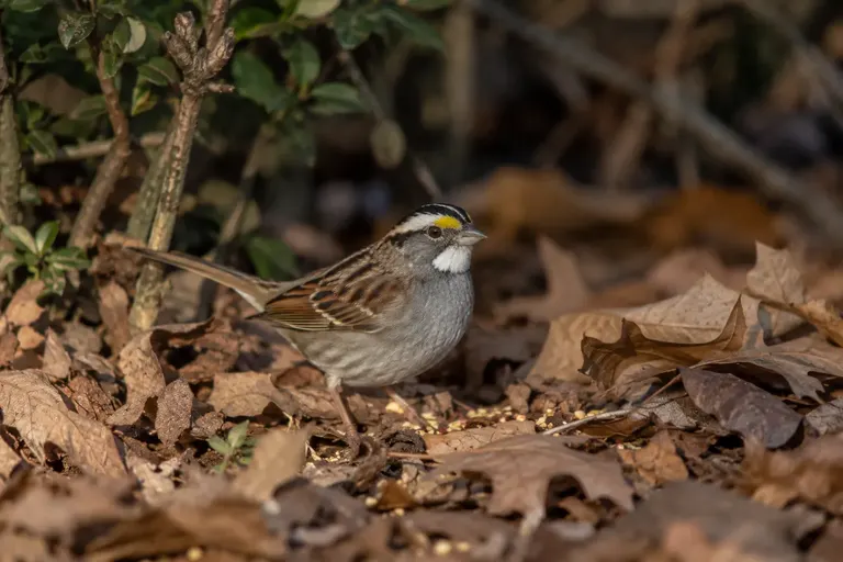 A White-throated Sparrow scratching in fallen leaves beneath a shrub in late autumn (AI illustration)