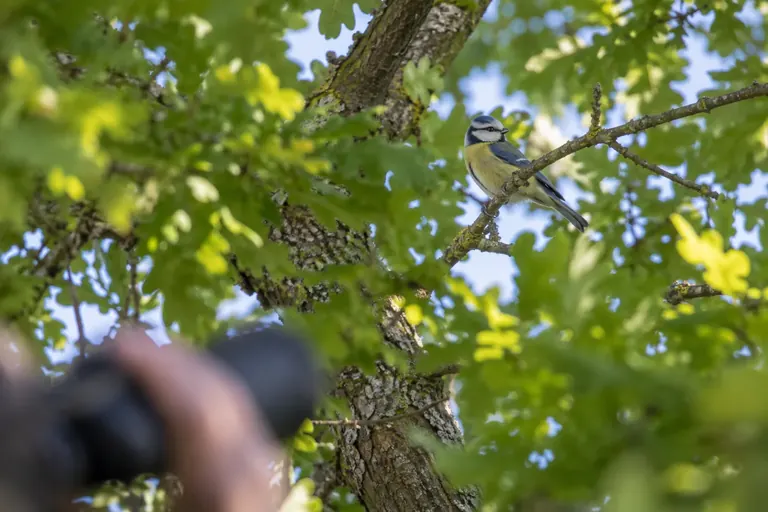 Kleiner Singvogel halb verdeckt zwischen belaubten Zweigen eines Gartenbaums, von unten gesehen (KI-Illustration)