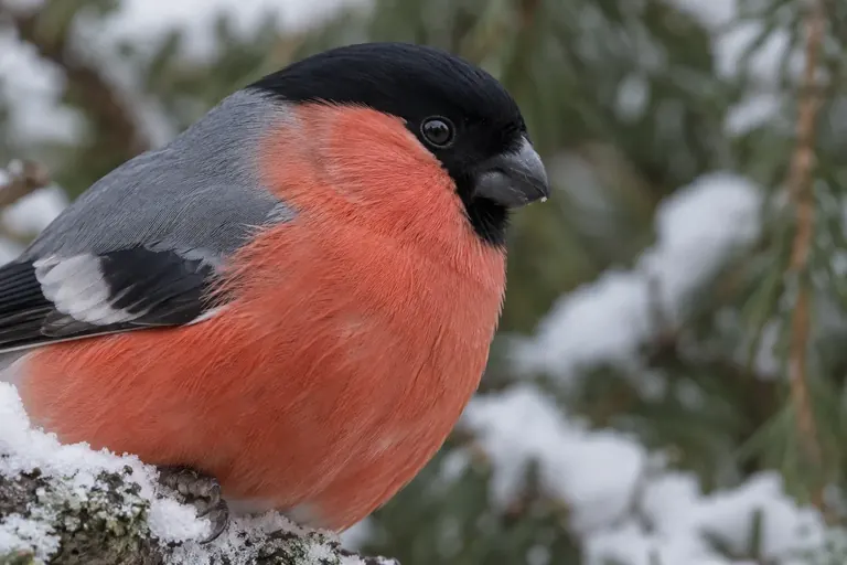 Nahaufnahme eines Singvogelkopfs von der Seite mit dem glatten Federfeld hinter dem Auge, unter dem die Ohröffnung liegt (KI-Illustration)
