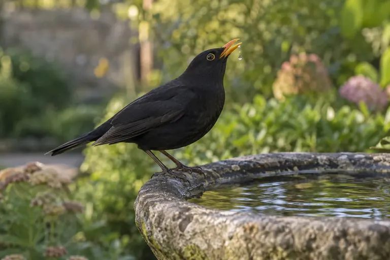Ein Singvogel am Rand einer flachen Vogeltränke aus Stein hebt nach einem Schluck Wasser den Kopf (KI-Illustration)