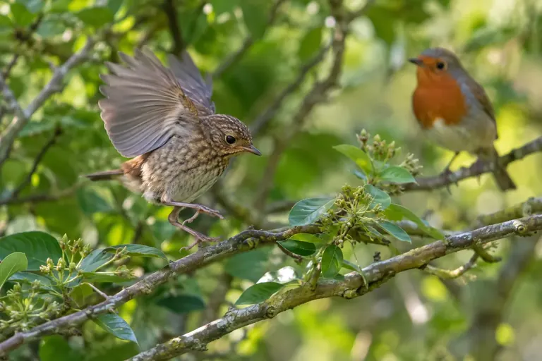 Un jeune passereau à la queue courte voletant entre deux branches basses d'un arbuste de jardin (illustration IA)