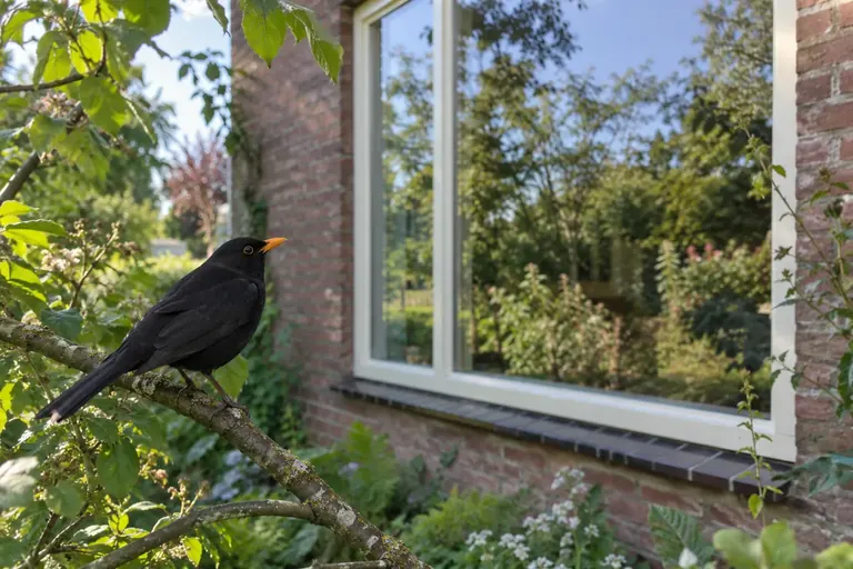Ein Hausfenster spiegelt grüne Bäume und blauen Himmel, davor sitzt ein kleiner Singvogel auf einem Zweig (KI-Illustration)