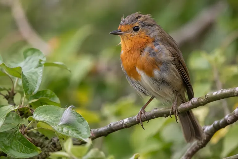 Ein zerzauster Singvogel in der Mauser mit lückenhaftem, halb nachgewachsenem Gefieder sitzt im Spätsommer auf einem Zweig (KI-Illustration)