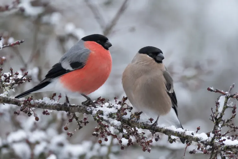Ein leuchtend rotes Kardinalmännchen und ein warm braunes Weibchen sitzen zusammen auf einem verschneiten Zweig (KI-Illustration)