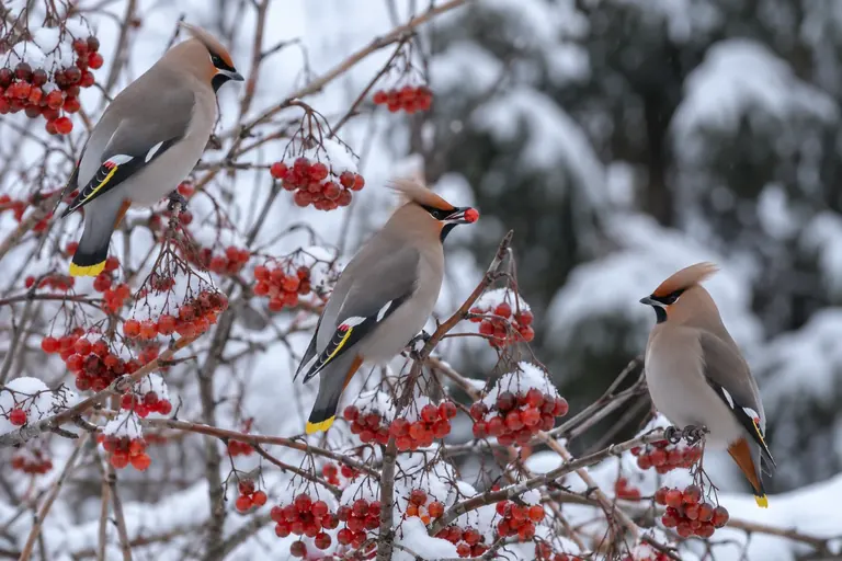 Des jaseurs boréaux mangeant des baies rouges sur des branches nues saupoudrées de neige (illustration IA)