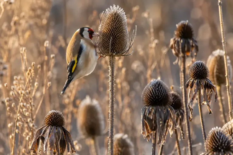 Een putter op een uitgebloeid, berijpt zaadhoofd van een kaardenbol in een wintertuin (AI-illustratie)