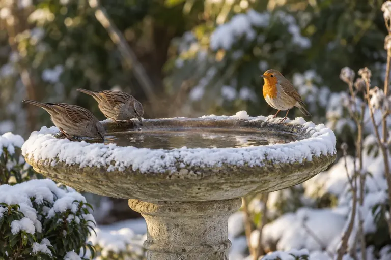 Des mésanges et un rougegorge buvant dans un bain d'oiseaux chauffant sur pied, l'eau libre au milieu du jardin enneigé (illustration IA)