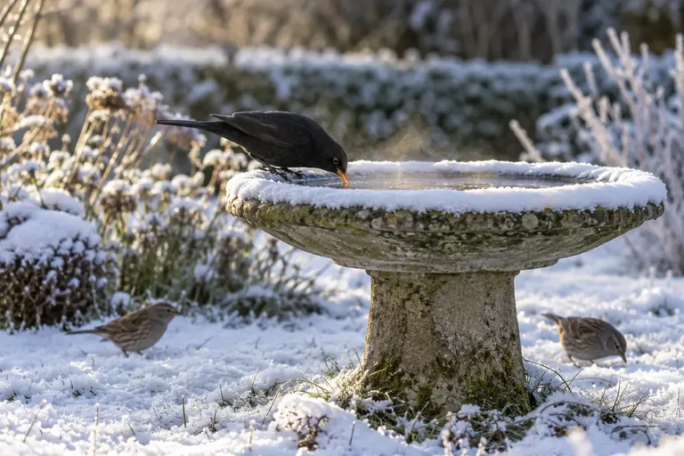 Eine flache Vogeltränke mit offenem Wasser inmitten von Schnee, an deren Rand eine Amsel trinkt (KI-Illustration)