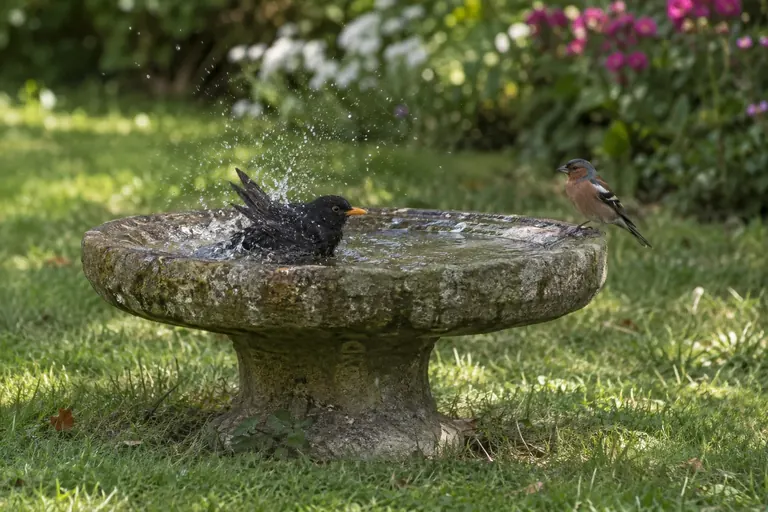 Eine flache Vogeltränke aus Stein im lichten Schatten auf einem Rasen, mit Sträuchern einige Meter dahinter und badenden Vögeln (KI-Illustration)