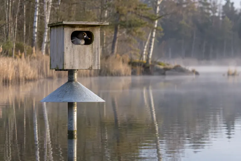 Schlichter hölzerner Entennistkasten auf einem Metallpfahl in einem ruhigen Waldsee, darunter eine kegelförmige Metallmanschette, ein Schellentenweibchen schaut aus dem ovalen Einflugloch (KI-Illustration)