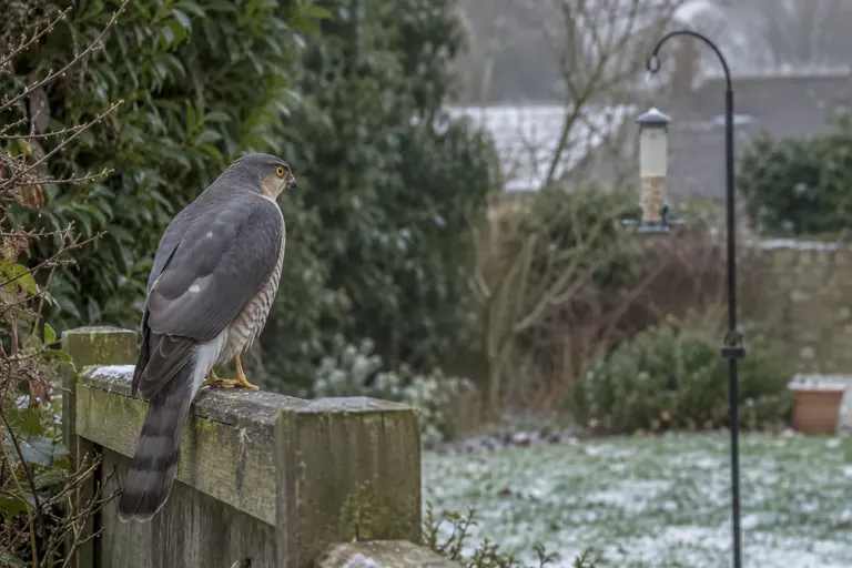 Un rapace perché sur une clôture en bois près d'une mangeoire vide, dans un jardin en hiver (illustration IA)