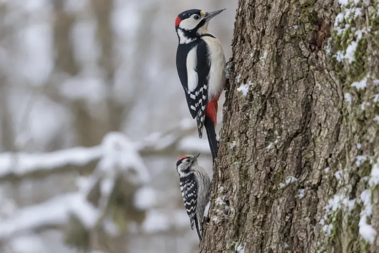 Deux pics noir et blanc de tailles différentes agrippés au même tronc d'arbre, montrant leur différence de taille et de bec (illustration IA)