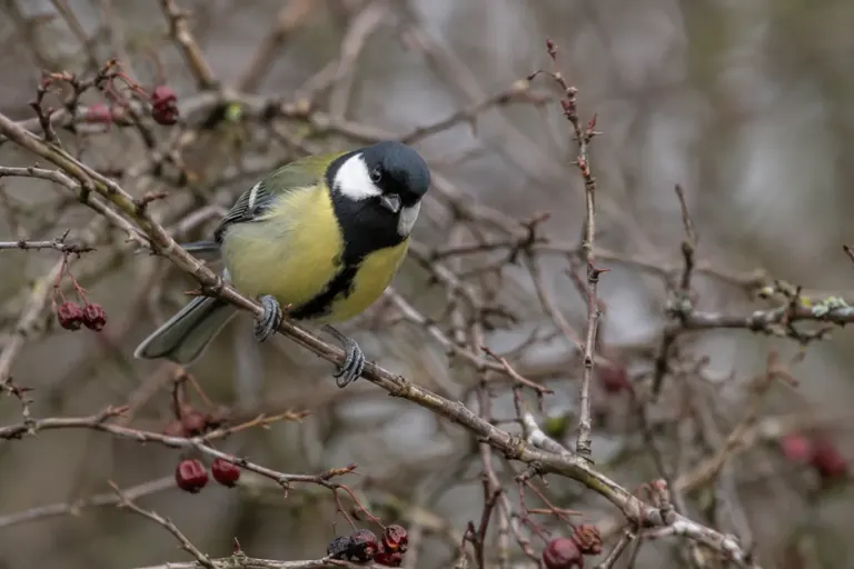 Une mésange curieuse qui se penche hors d'un fourré de rameaux nus, la tête tournée vers l'observateur (illustration IA)