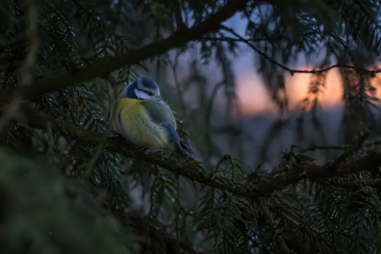 Un petit passereau endormi, plumes gonflées, sur une branche au cœur d'un conifère dense au crépuscule (illustration IA)
