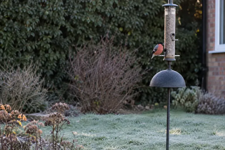 Ein Futterspender an einem Ständer steht im Garten einige Meter vor immergrünen Sträuchern, ein Vogel sitzt daran (KI-Illustration)