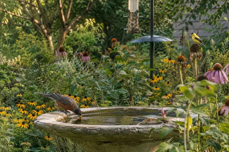 A backyard with native flowering plants, a shallow birdbath, a pole feeder and dense shrubs, with several songbirds visiting (AI illustration)