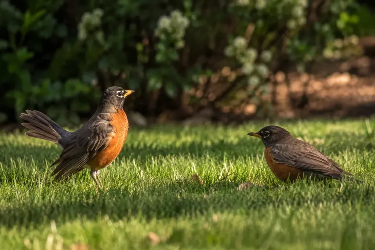 Two American Robins facing off on a lawn with wings slightly lowered and tails spread in a territorial display (AI illustration)